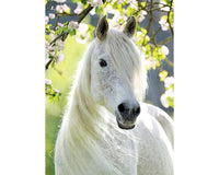 Caballo Blanco Rompecabezas De 500 Piezas Ravensburger - 2