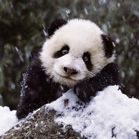 Rompecabezas Panda 500 piezas - 4