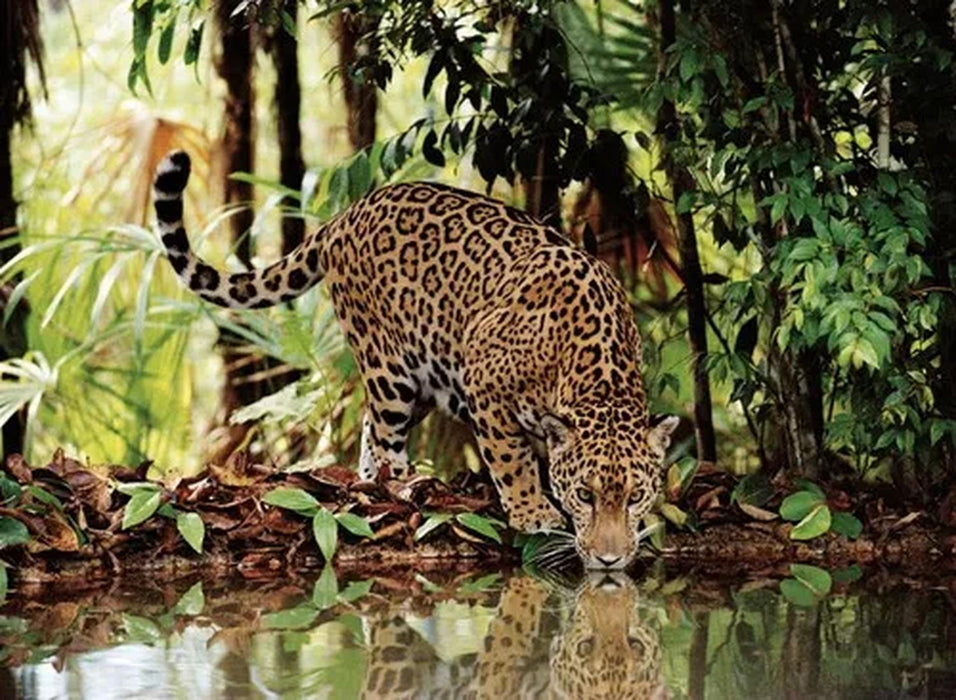 Rompecabezas Leopardo 2000 Piezas