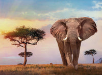 Rompecabezas Atardecer En Africa 500 Piezas Clementoni - 2