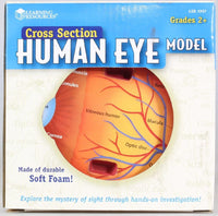 Cross Section Eye Model - 1