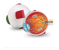 Cross Section Eye Model - 2