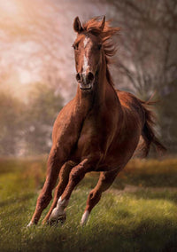 Rompecabezas Caballo 1500 Piezas Clementoni - 2