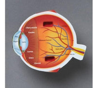 Cross Section Eye Model - 4