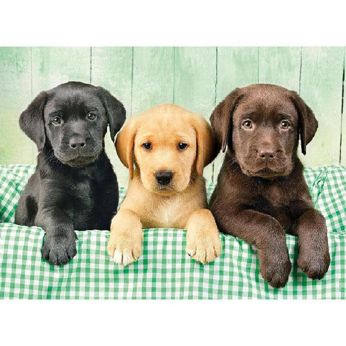 Rompecabezas Cachorros Labrador 1000 Piezas Clementoni