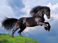 Rompecabezas Caballo Frison 500 Piezas Clementoni - 2